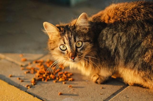 long haired brown tabby cat eating dry cat food on a sidewalk