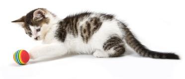 Cat playing with toy ball