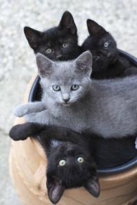 2 black kittens and 2 gray kittens