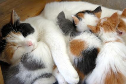 kittensnursing.jpg