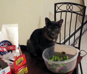 My cat Natalie about to play in a bowl of spring mix