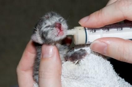 orphan newborn kitten being fed with syringe