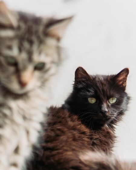 tabby cat and black cat