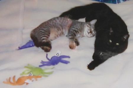 Ang with Elizabeth when she was a kitten