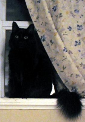 My cat Ang sitting in the window
