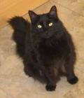 Our cat, little Angela