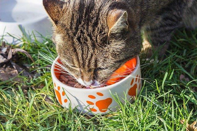 cat eating from bowl