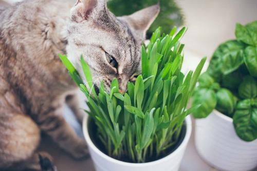 gray cat eating cat grass
