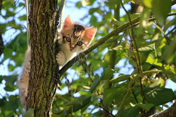 kitten in tree