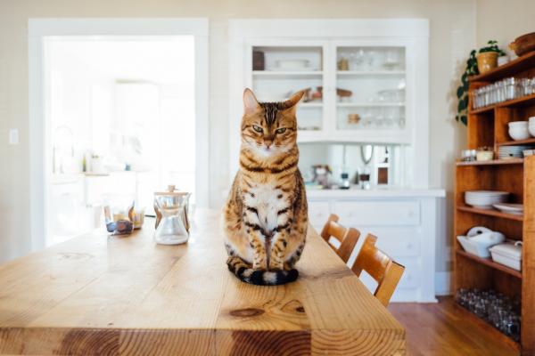 tabby cat on kitchen table