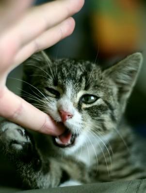 cat biting finger