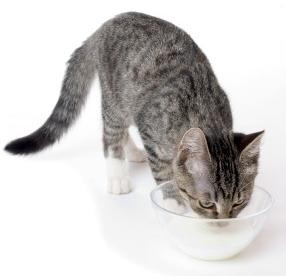 cat drinking milk