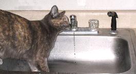 Cat drinking from water faucet