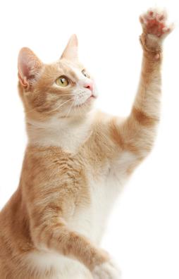 yellow and white kitten holding up paw