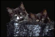 cats