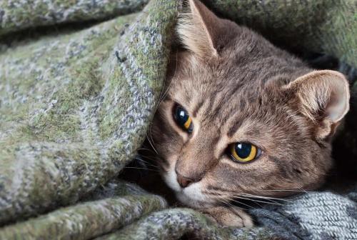 gray cat laying in a blanket