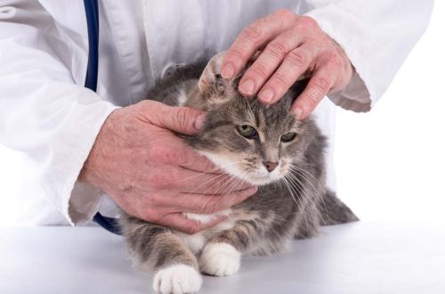 a cat getting examined by a veterinarian