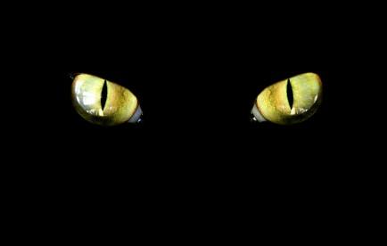 cat eyes