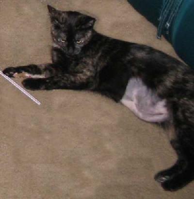 Spayed Cat