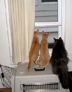 Cats Looking Through Window