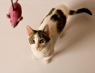 Cat with toy mouse
