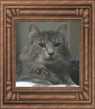 Our cat Crispin who lost his battle with feline leukemia
