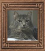 our cat Crispin
