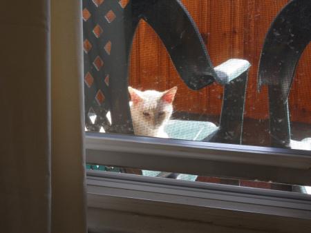 cat sitting in lawn chair on front porch