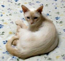 cat indoors