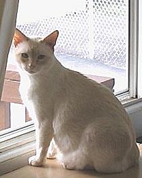 indoor cat2