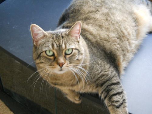 a 13 year old tabby cat