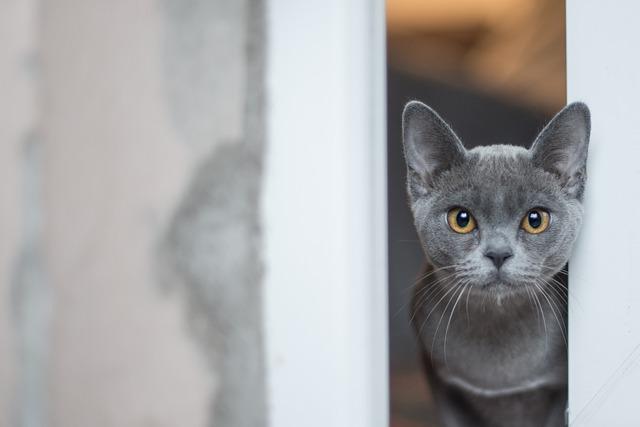 gray cat