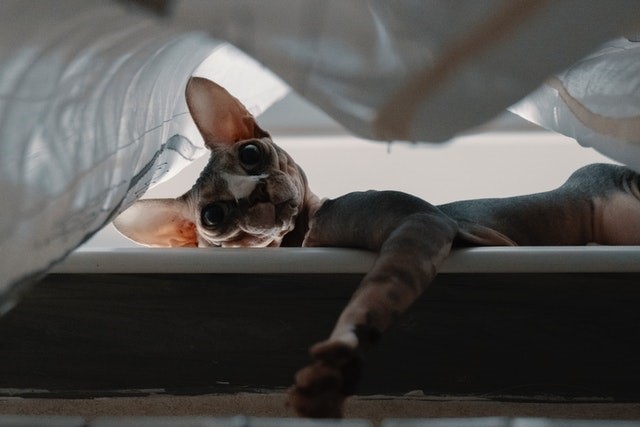 hairless cat lying down