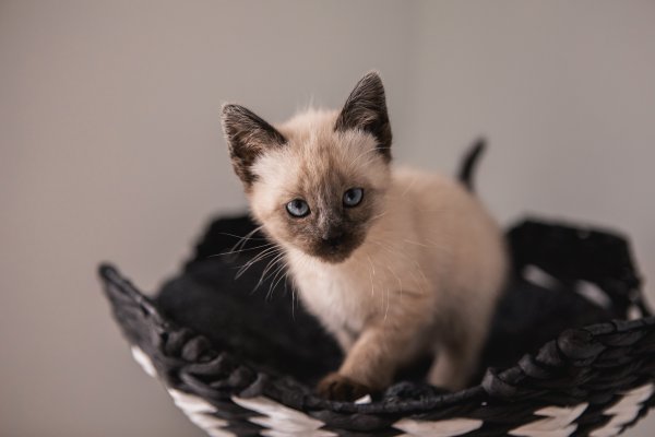 siamese kitten on modern cat furniture