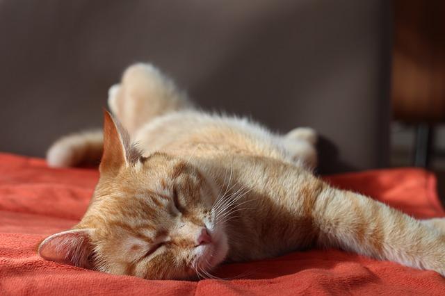 orange cat laying down