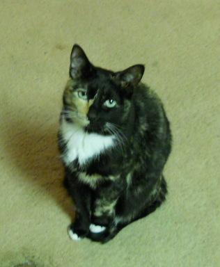 my cat pickletiny