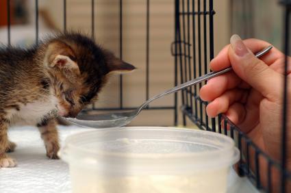 tiny rescued kitten being spoonfed formula