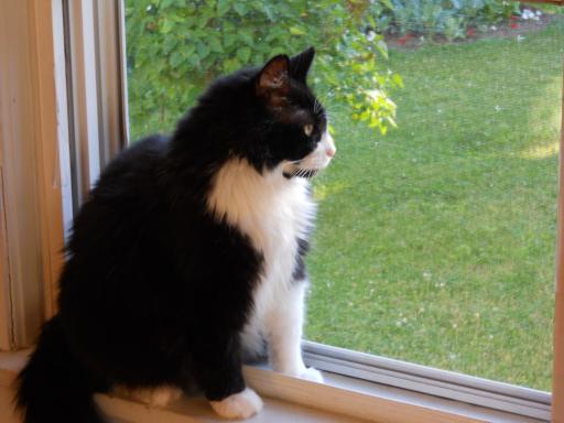 black and white cat looking out the window