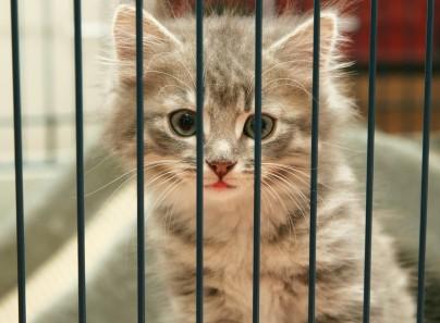 tiger kitten in rescue shelter