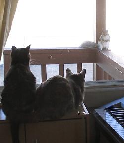 Cats watching squirrel through window
