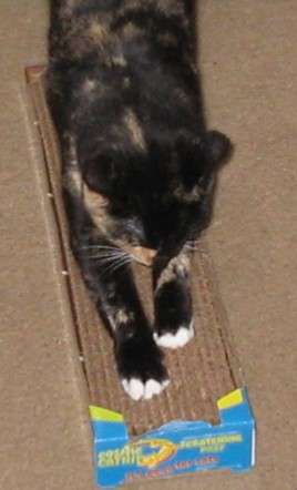 Cat using cardboard scratchpost