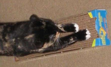 Cat using cardboard scratchpost