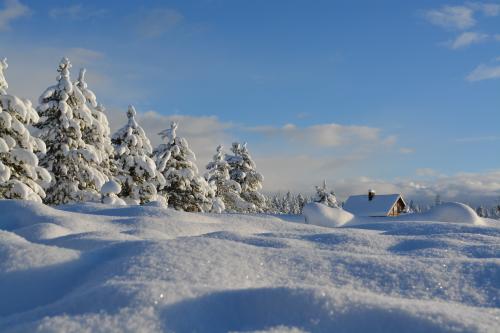 snow covered trees in winter